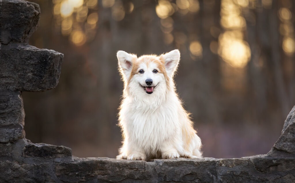Corgi dog sitting on stone wall with beaufitul goldn hour sun behind her at Dundas Valley Conservation area