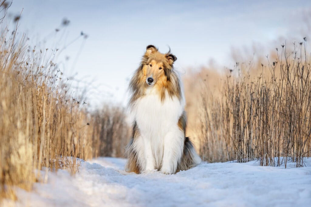 Collie dog sitting in snow with lovely warm tall grasses at Niagara Shores Park in Niagara on the Lake