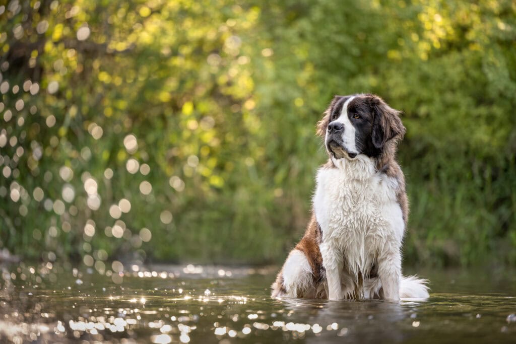 St Bernard dog sitting in water during golden hour at Balls Falls Conservation Area