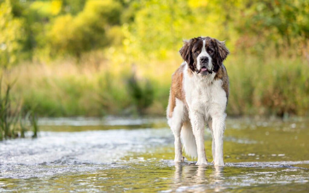 Beautiful Saint Bernard dog standing in shallow water at Balls Falls Conservation Area