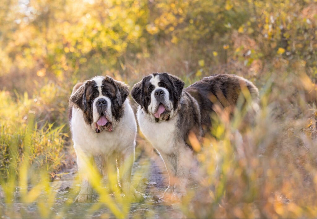 Two St. Bernards photographed in golden hour light at Balls Falls Conservation Area