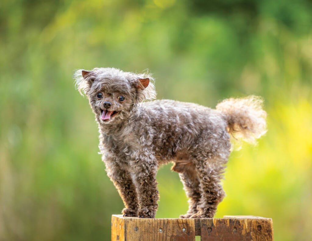 Teacup Poodle standing on a box with beautiful Bokeh behind him at Balls Falls Conservation Area