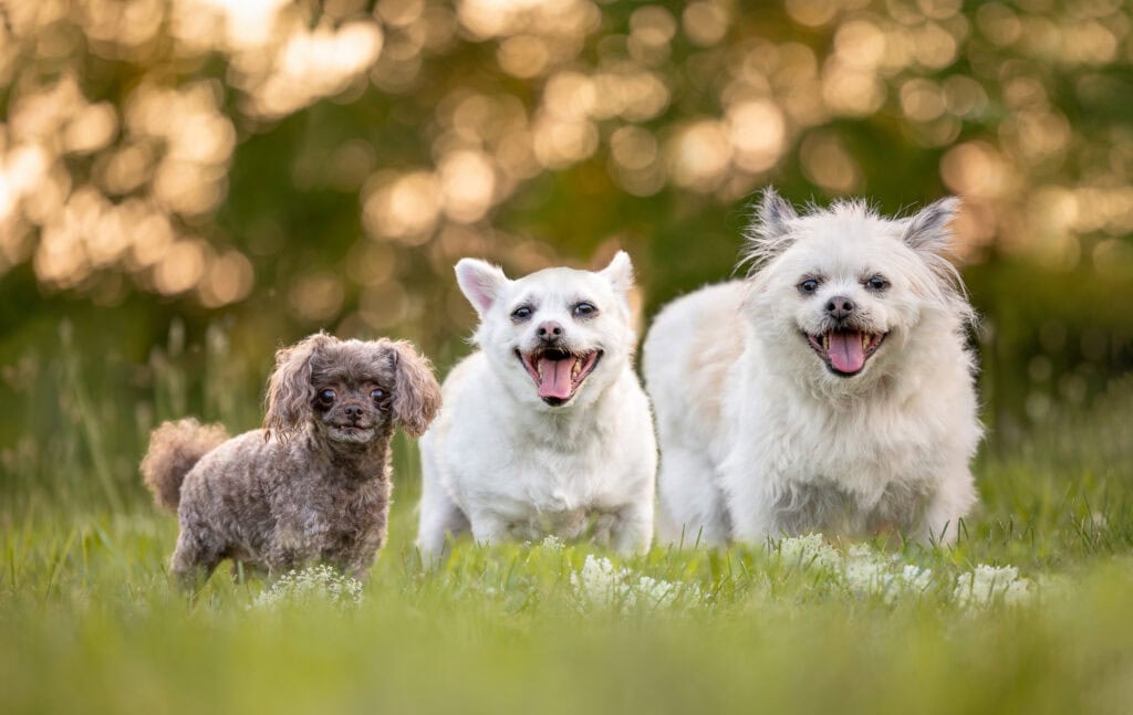 Three small dogs standing side by side with lovely bokeh behind them at 13th Street Winery in St. Catharines