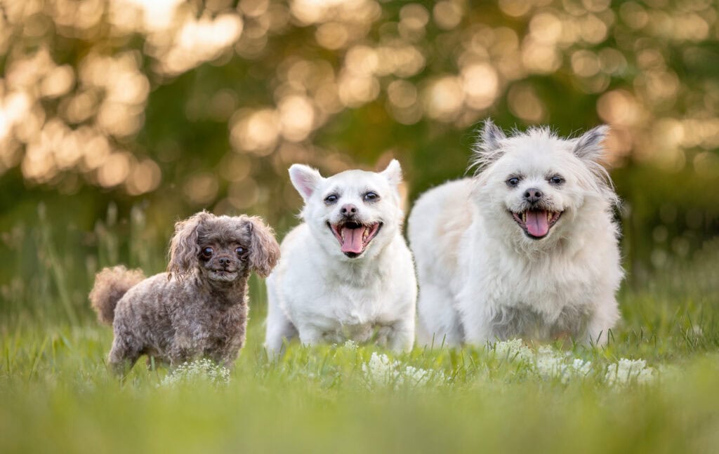 three small dogs standing side by side at 13 th Street Winery in St. Catharines 