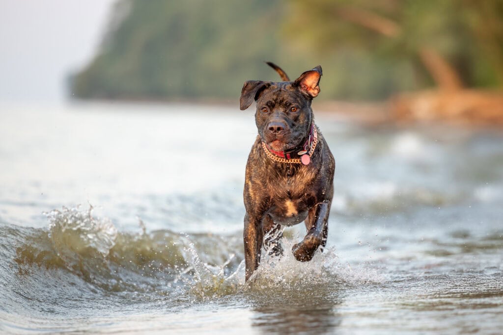 dog running in the water at Niagara Shores Park in Niagara on the Lake