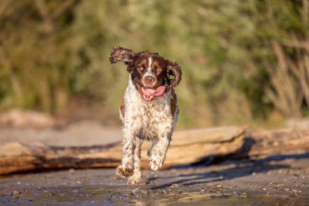 Dog running on the beach at Port Dalhousie Lakeside Park