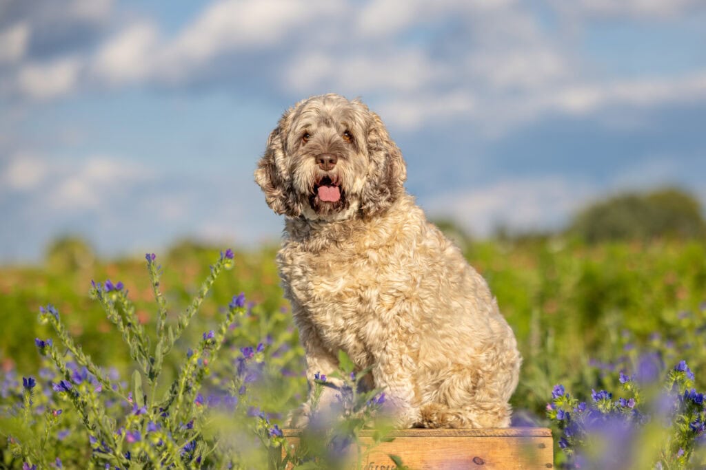 Dog sitting on a prop  surrounded by flowers at TASC Tulip Farm in Niagara on the Lake