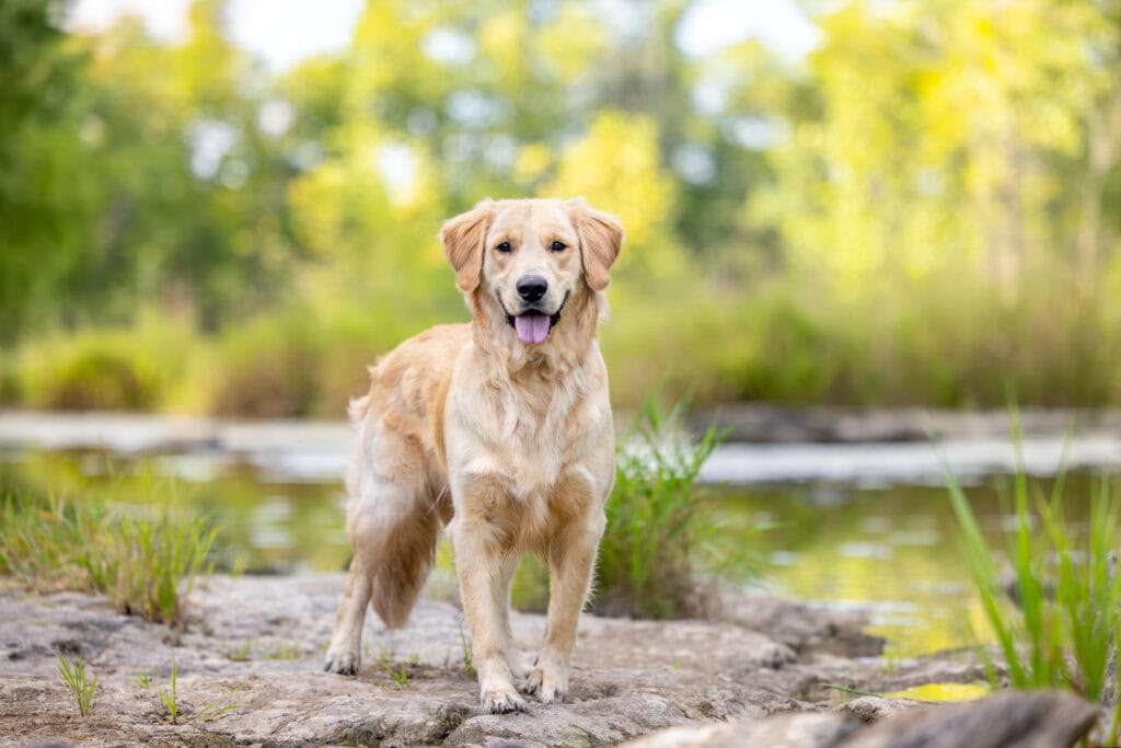Golden retriever standing on a rock with warm rich foliage behind him at Balls Falls Conservation Area