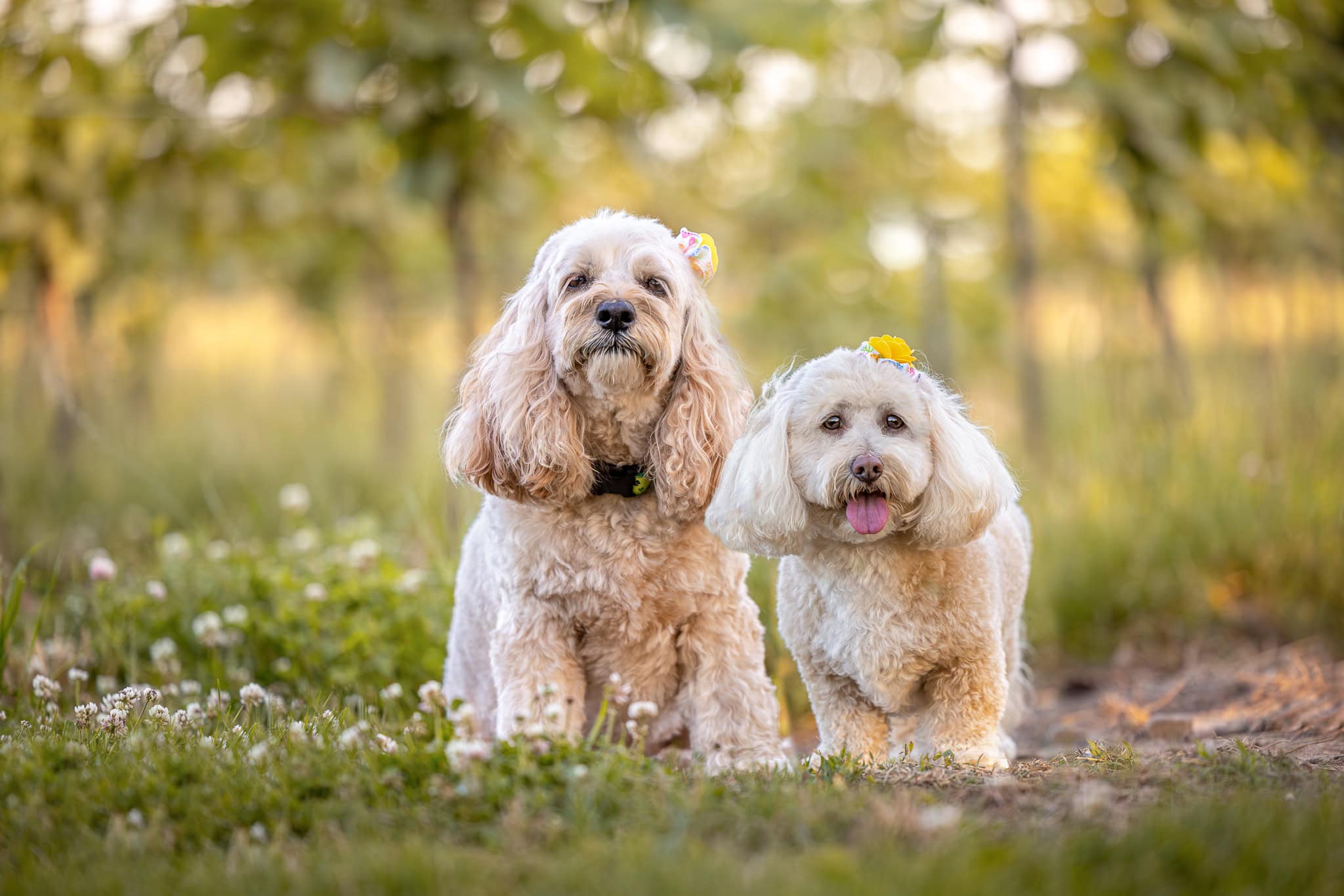 two small dogs in vineyard at Peller Estates Winery in Niagara on the Lake