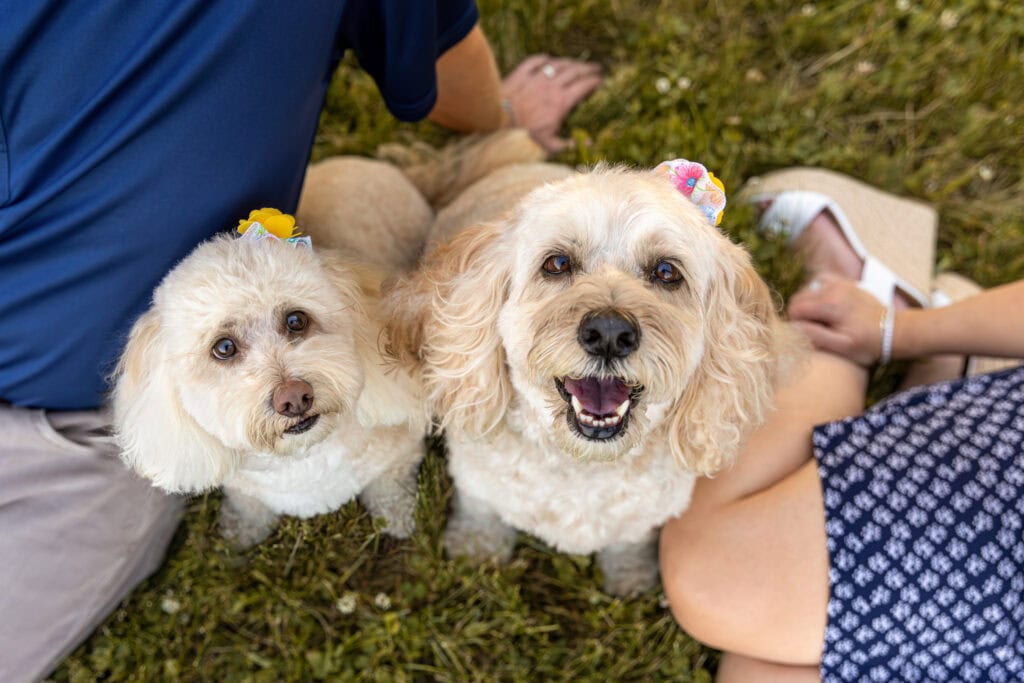 two small dogs looking up at camera sitting in vineyard at Peller Estates Winery