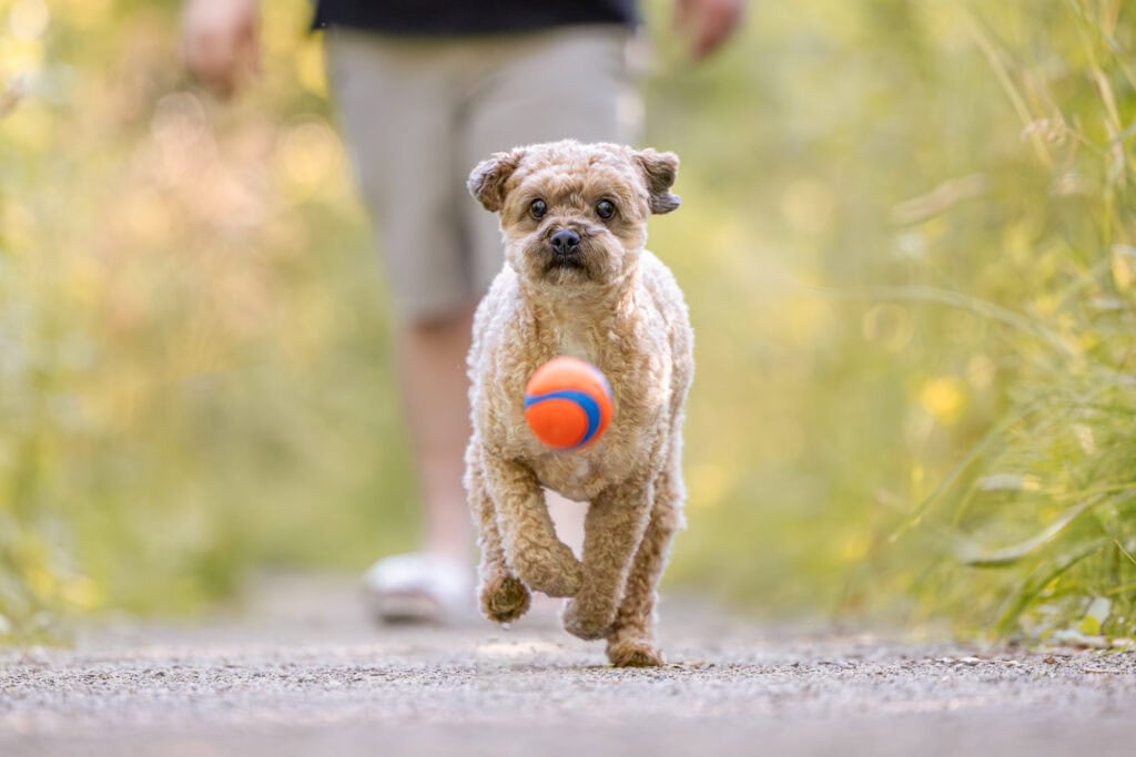Small dog with ball in mouth at Dufferin Islands in Niagara Falls