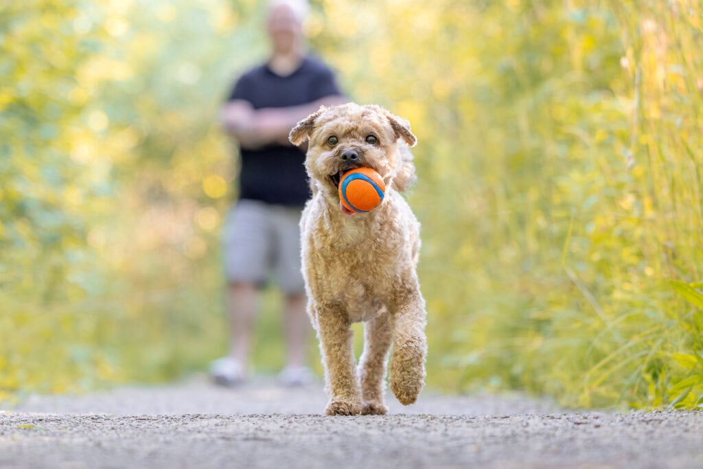 small dog running down a gravel path with owner out of focus in background at Dufferin Islands in Niagara Falls
