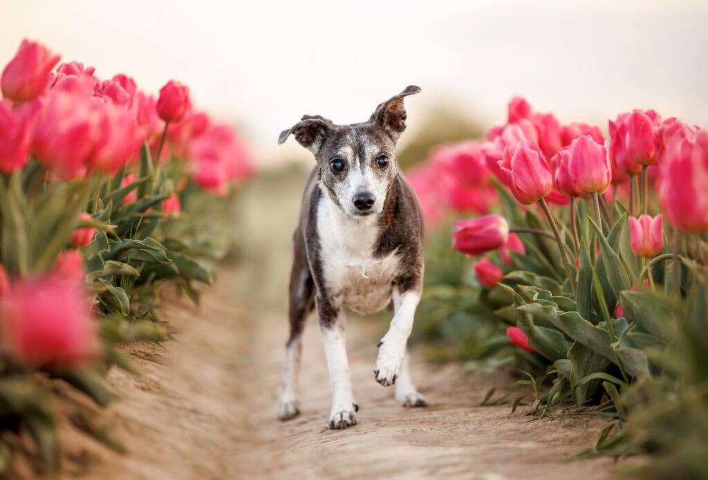 small dog  greyhound portrait golden hour TASC Tulip Farm Niagara-on-the-Lake spring dog photography bokeh tulips Two Saints Photography