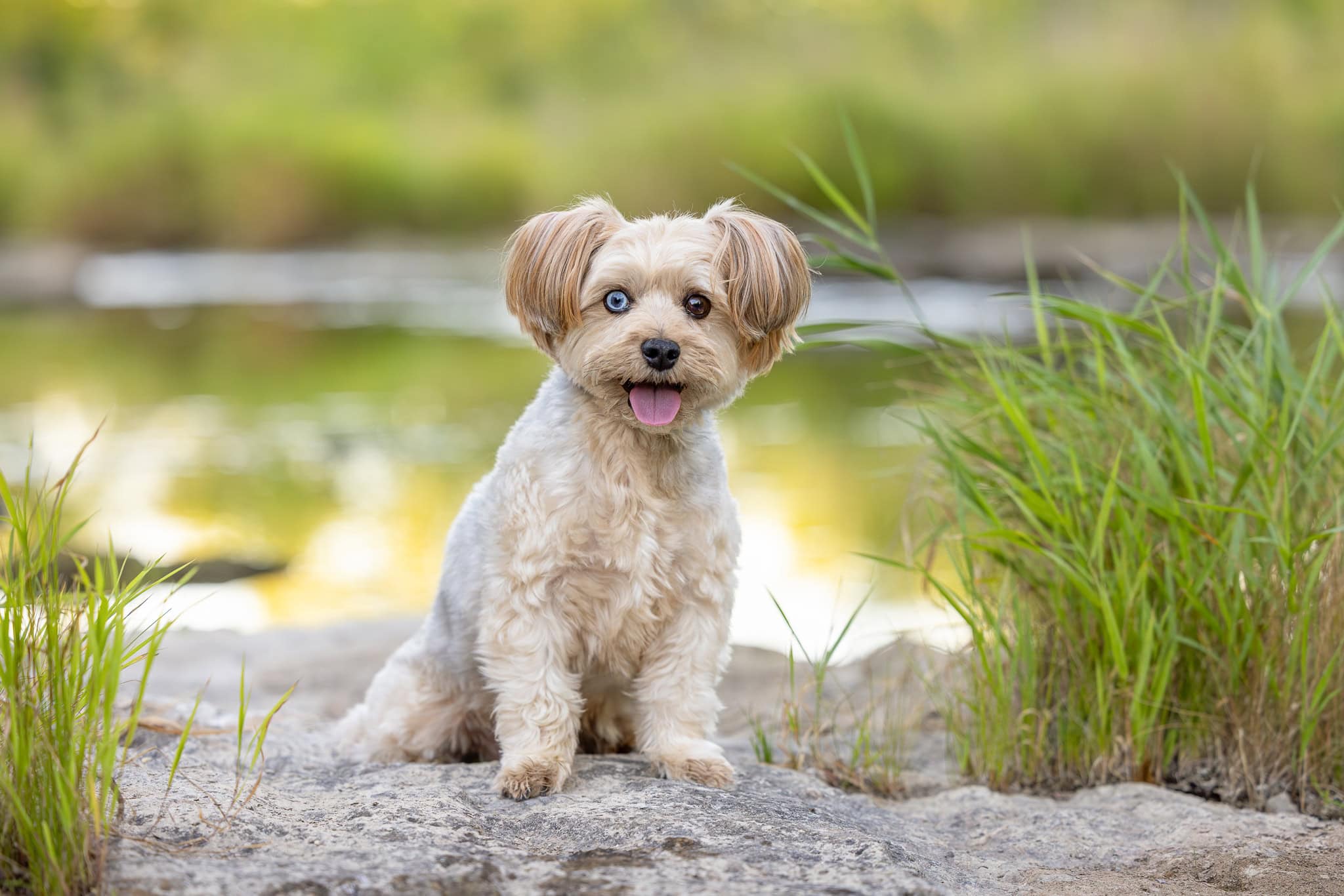 small dog sitting on bridge at Balls Falls Conservation Area