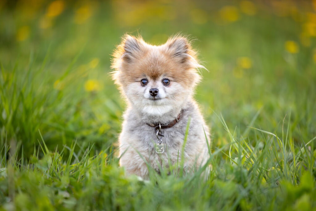 Pomeranian dog sitting in the grass with beautiful backlight at TASC tulip farm in Niagara-on-the-Lake
