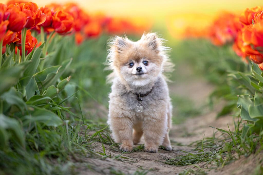 Small dog standing in a row of orange tulips during golden hour  at TASC tulip farm in Niagara-on-the-Lake