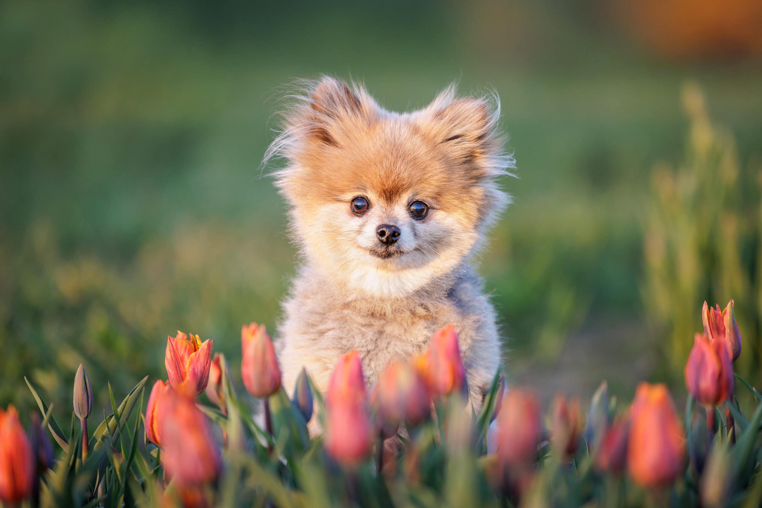 Pomeranian dog sitting amongst pink tulips at golden hour at TASC tulip farm in Niagara-on-the-Lake