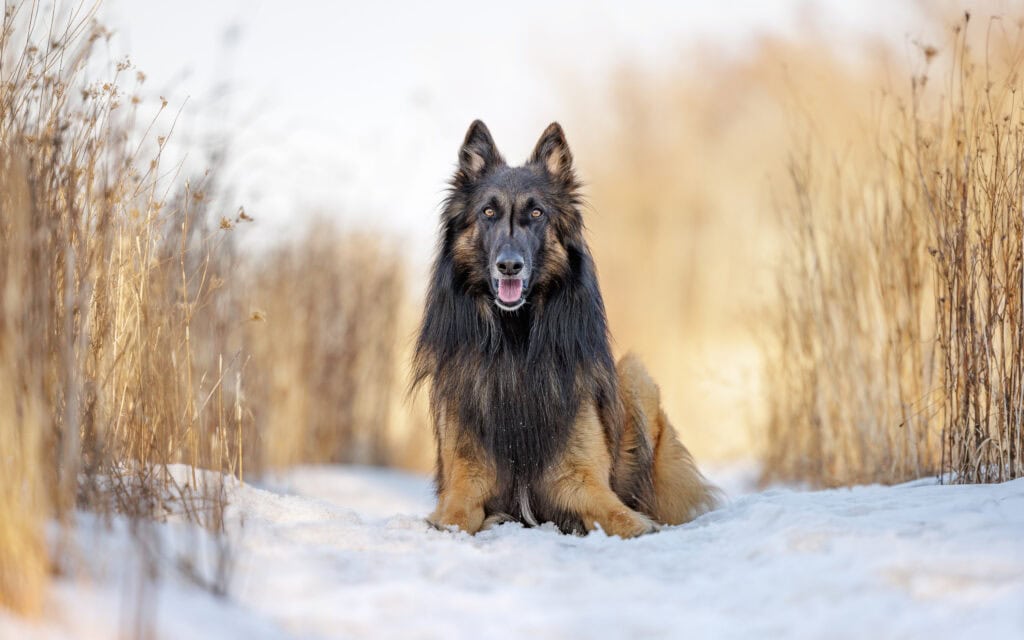 Shepherd laying in snow at Niagara Shores Park in Niagara on the Lake