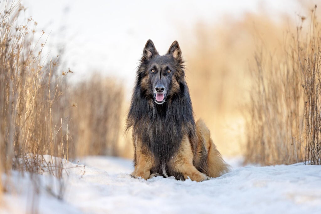 Shepherd laying in snow  with warm grasses surrounding him at Niagara Shores Park in Niagara on the lake