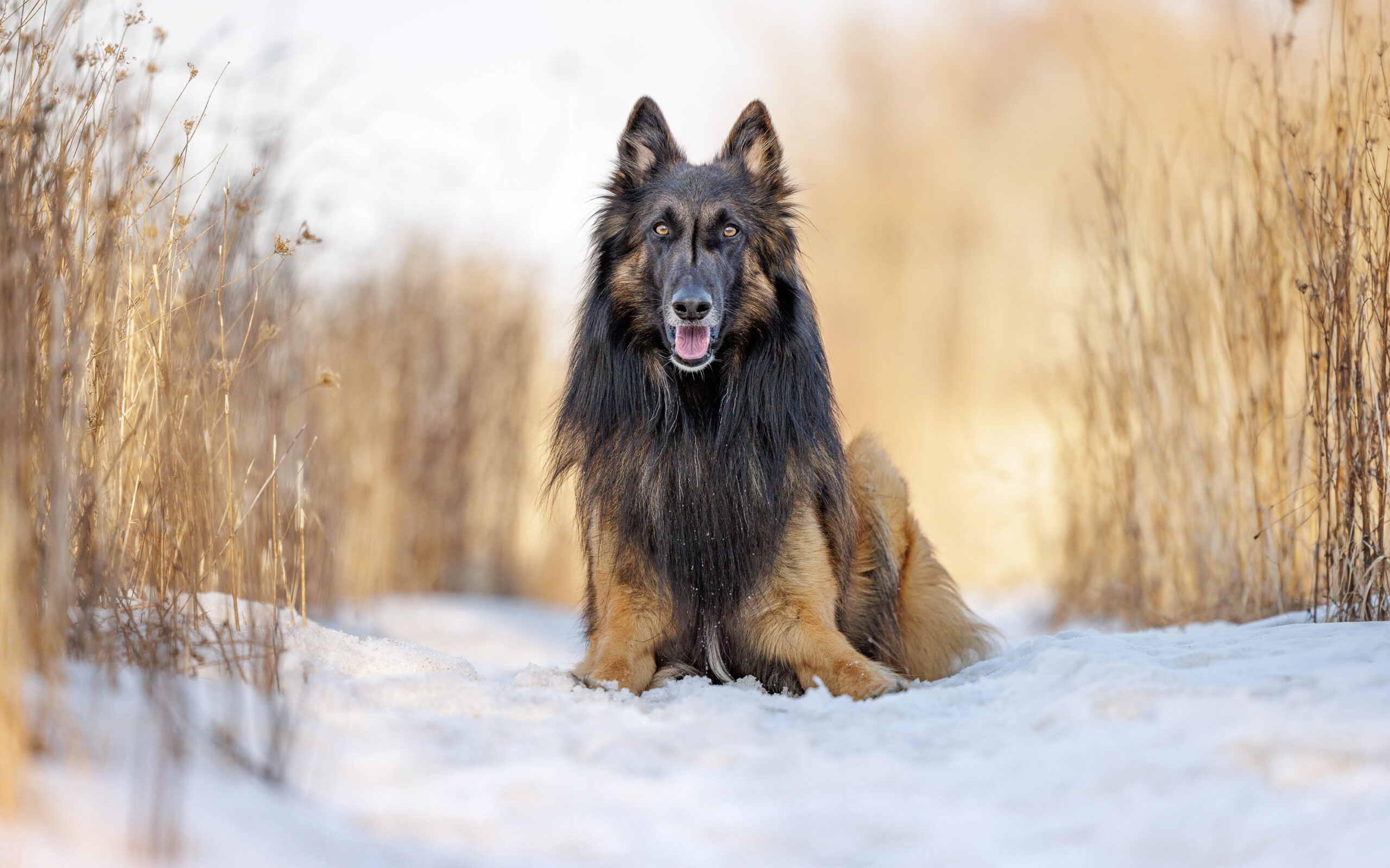shepherd dog sitting in snow at Niagara SHores Park in Niagara on the Lake