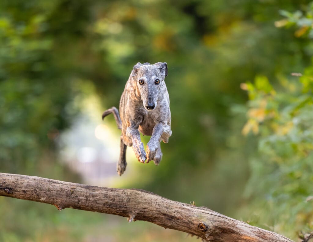 Greyhound jumping over a branch in Queenston Heights in Niagara on the Lake