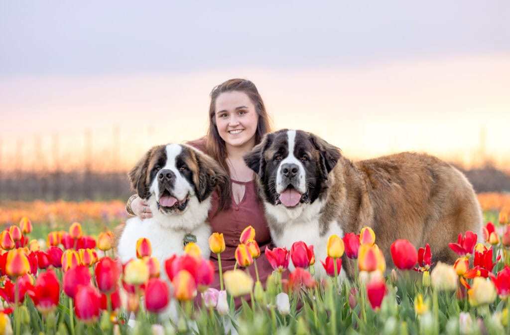 A lady and two saint Bernards on either side of her sitting in a field of red and yellow tulips at TASC tulip farm in Niagara on the Lake