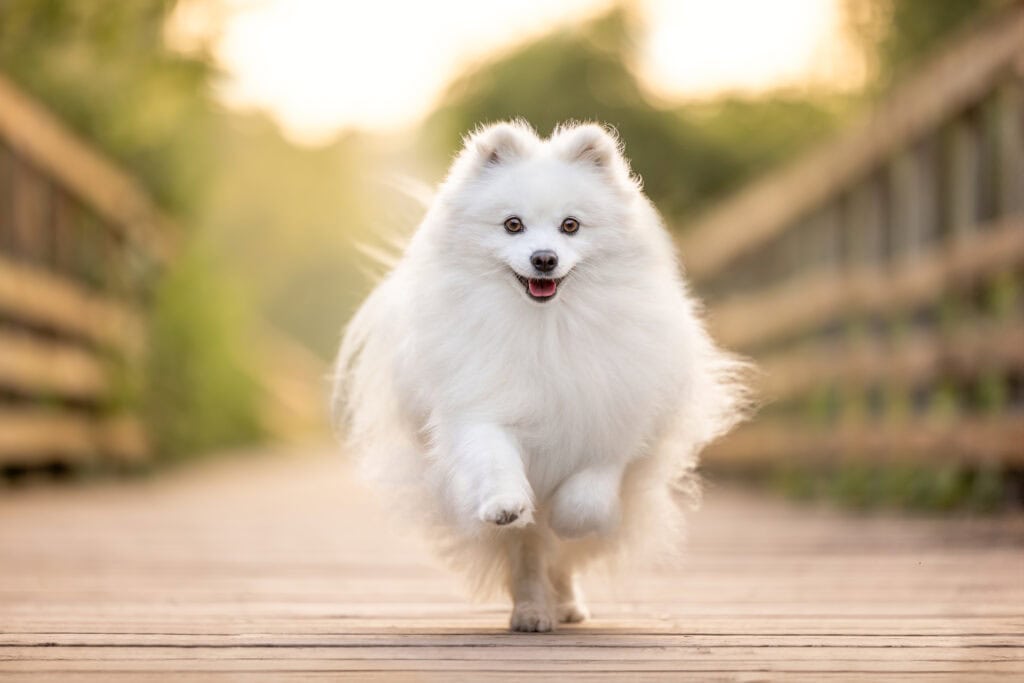 small white dog running on bridge with warm golden light illuminating her at Cherry Hill Gate by RGB 