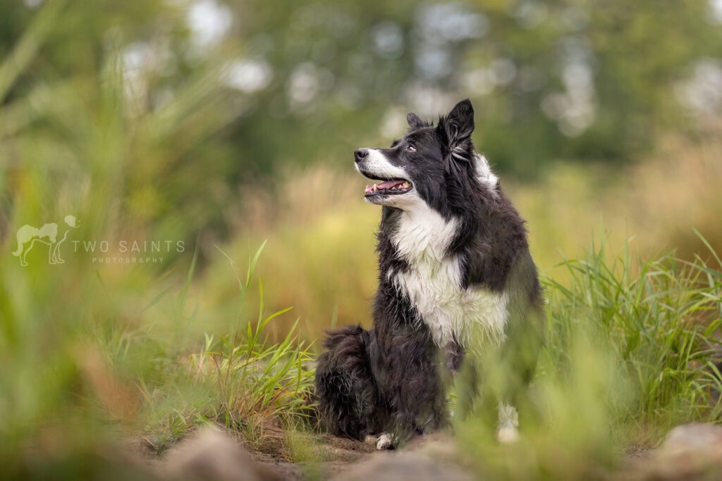 Border Collie sitting in green foliage with soft evening light at Balls Falls Conservation Area