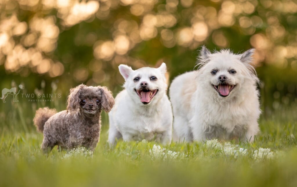 3 small dogs sitting in vineyard with bokeh behind them at 13th Street Winery