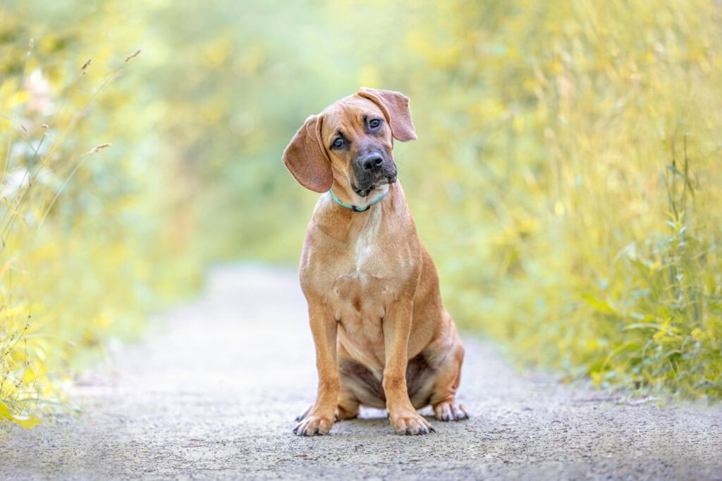 a puppy sitting on gravel path with beautiful warm light behind her at Dufferin Islands in Niagara Falls Ontario