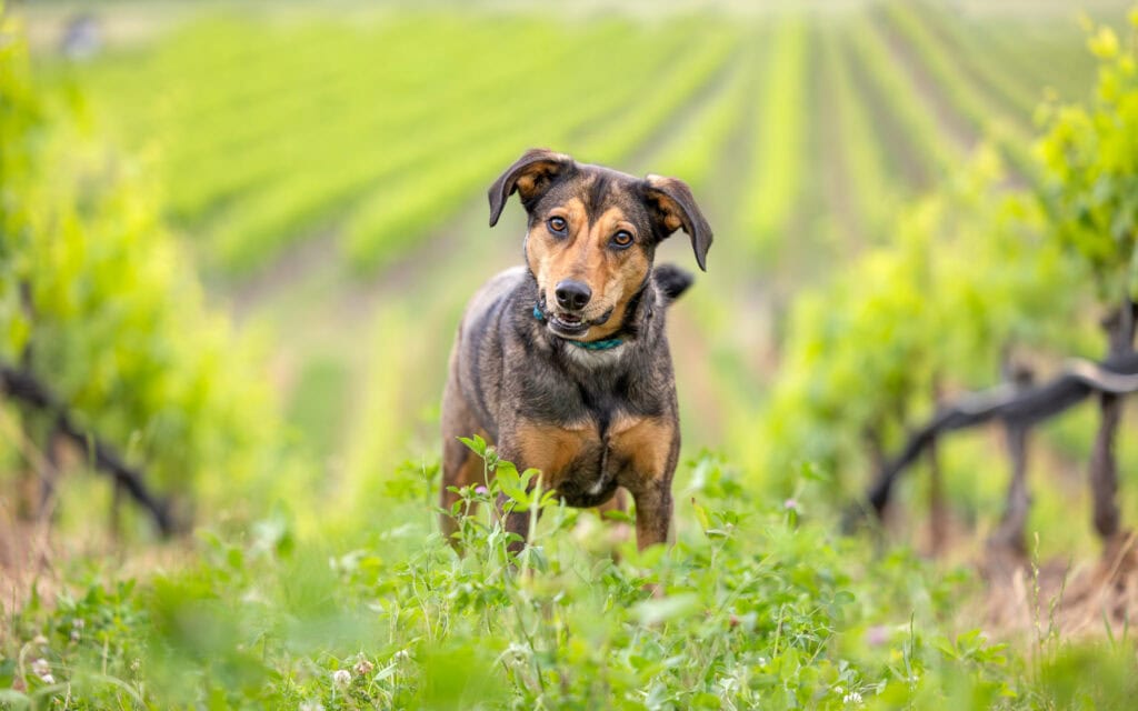 dog sitting in vineyard at ravine Winery in Niagara on the Lake
