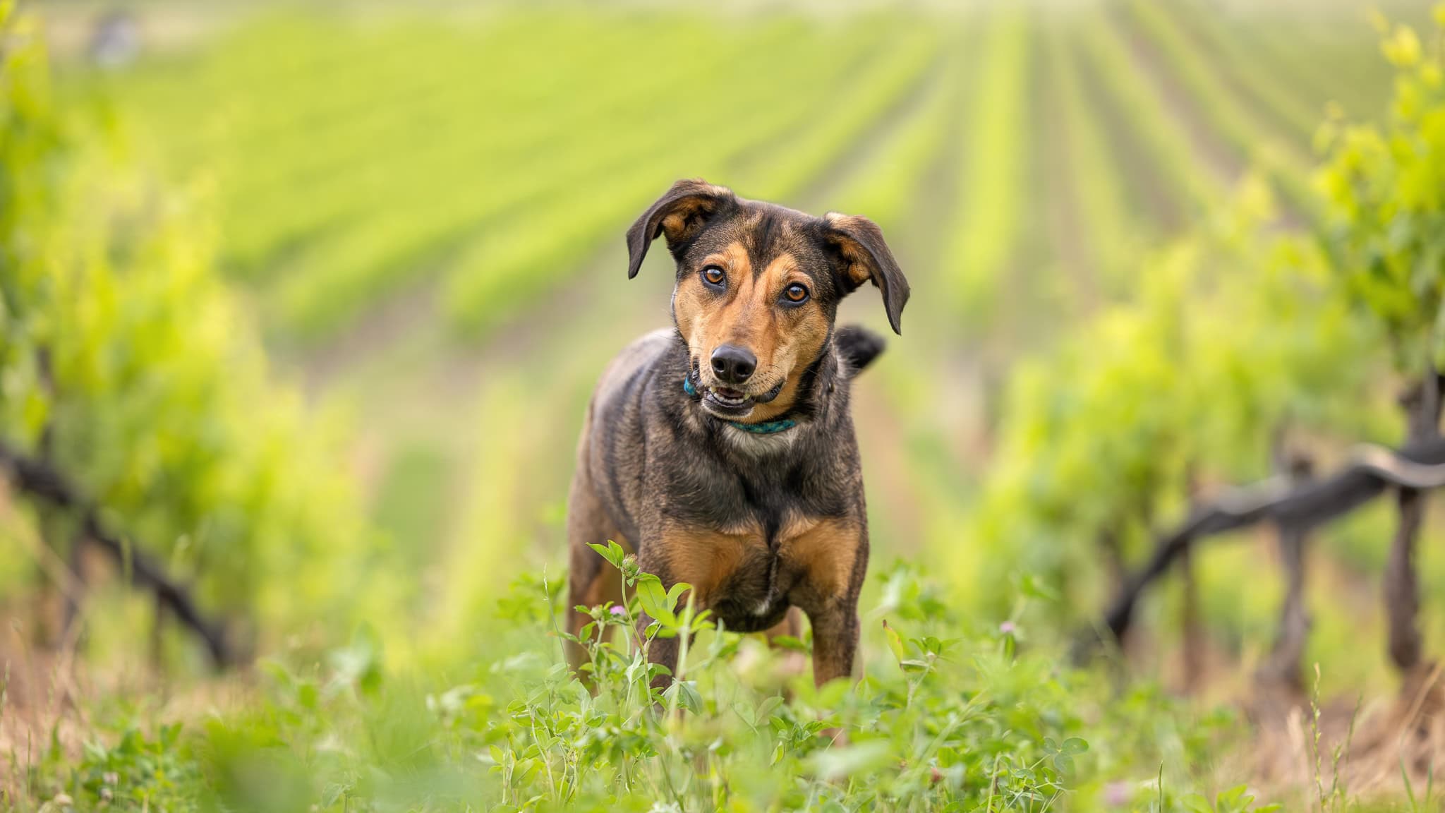 Potcake dog at Ravine Winery in Niagara on the Lake standing in the vineyards