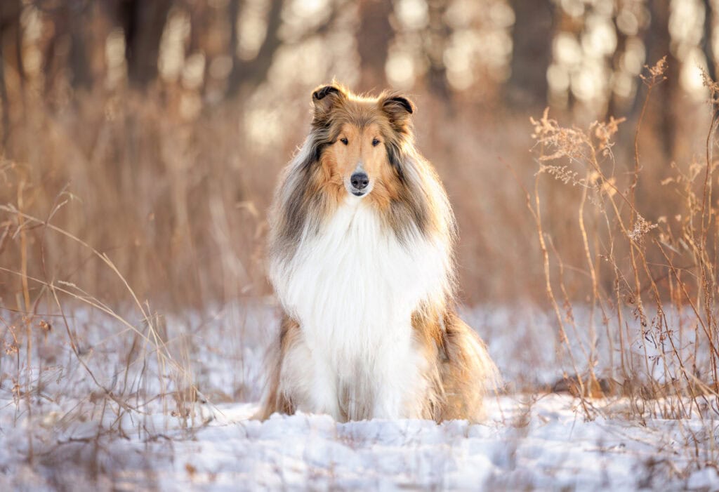 Dog sitting in snow  with warm backlight at Niagara Shores park in Niagara-on-the-Lake