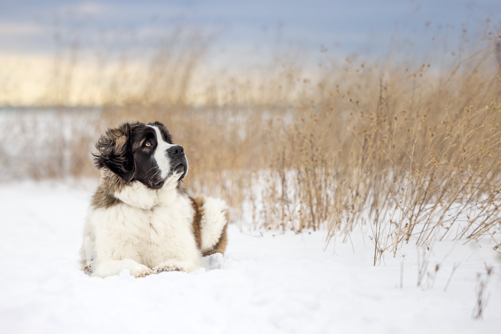 St Bernard dog laying in snow at Niagara Shores Park