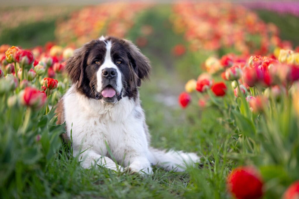 Saint Bernard laying in tulips at TASC tulip farm in Niagara-on-the-Lake