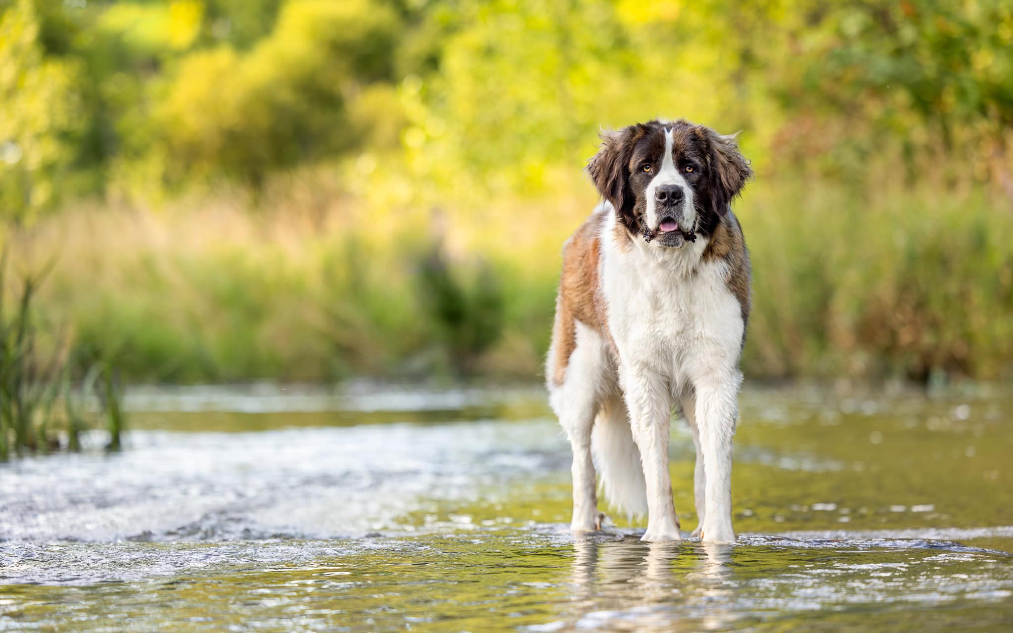 St. Bernard standing in water at Balls Falls Conservation area