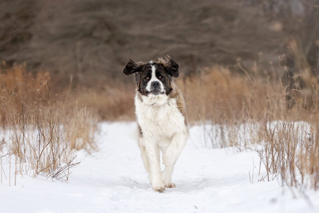 a Saint Bernard dog running down a path  in a winter scene at Niagara Shores Park in Niagara on the Lake