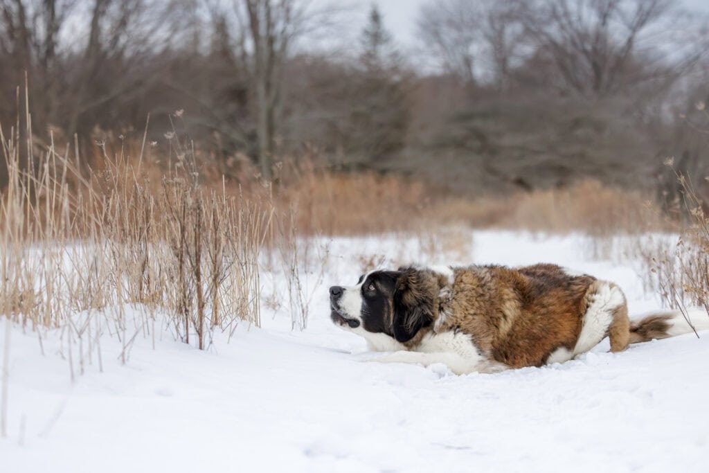 A Saint Bernard dog laying in snow at Niagara Shores Park in Niagara on the Lake