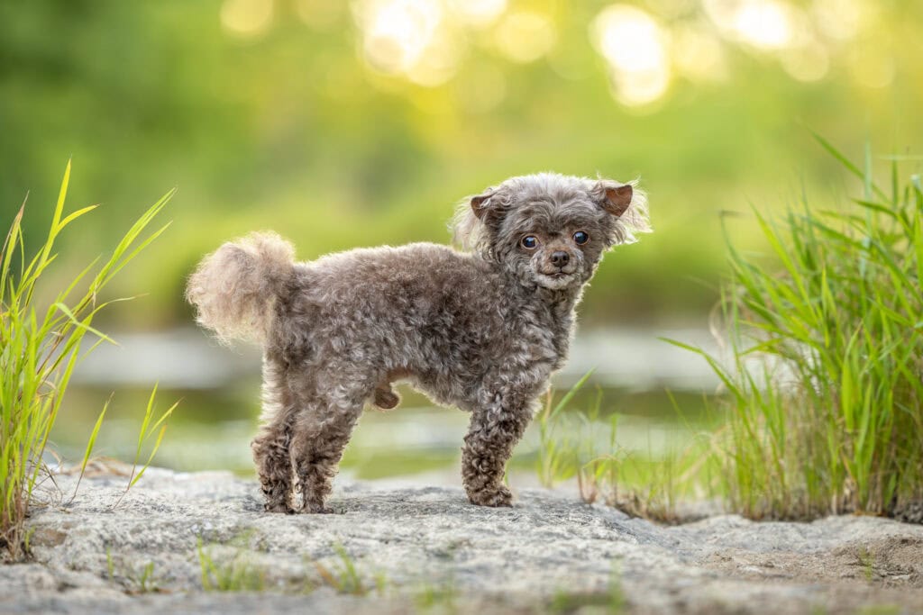 small teacup poodle standing in foliage with gorgeous warm golden hour light behind him at Balls Falls Conservation area