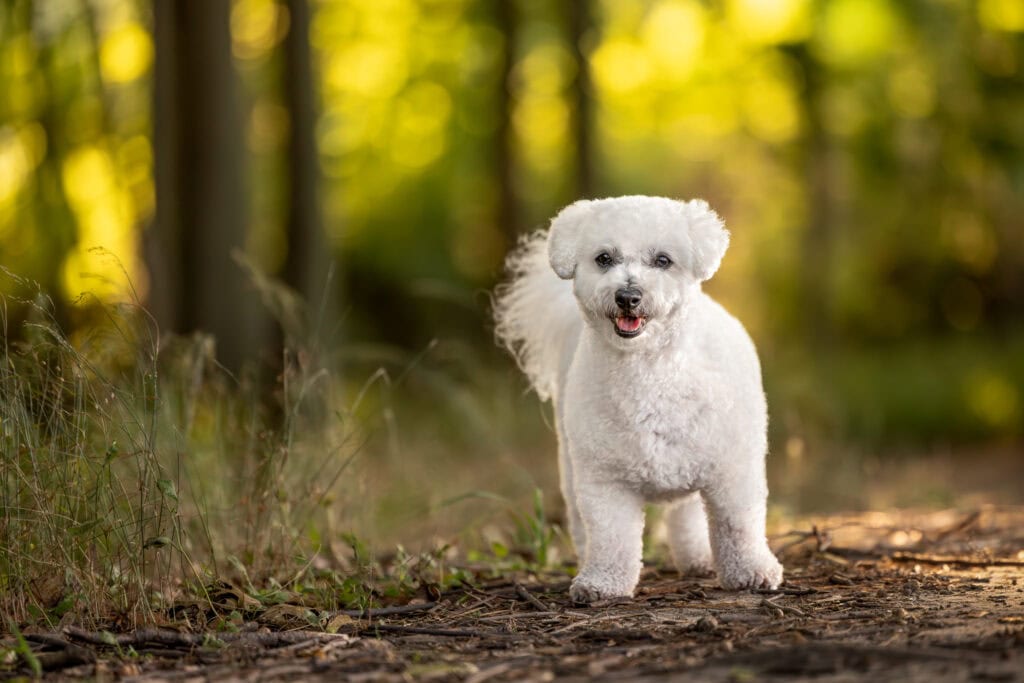 Small white dog standing in forest at Niagara Shores Park in Niagara on the Lake