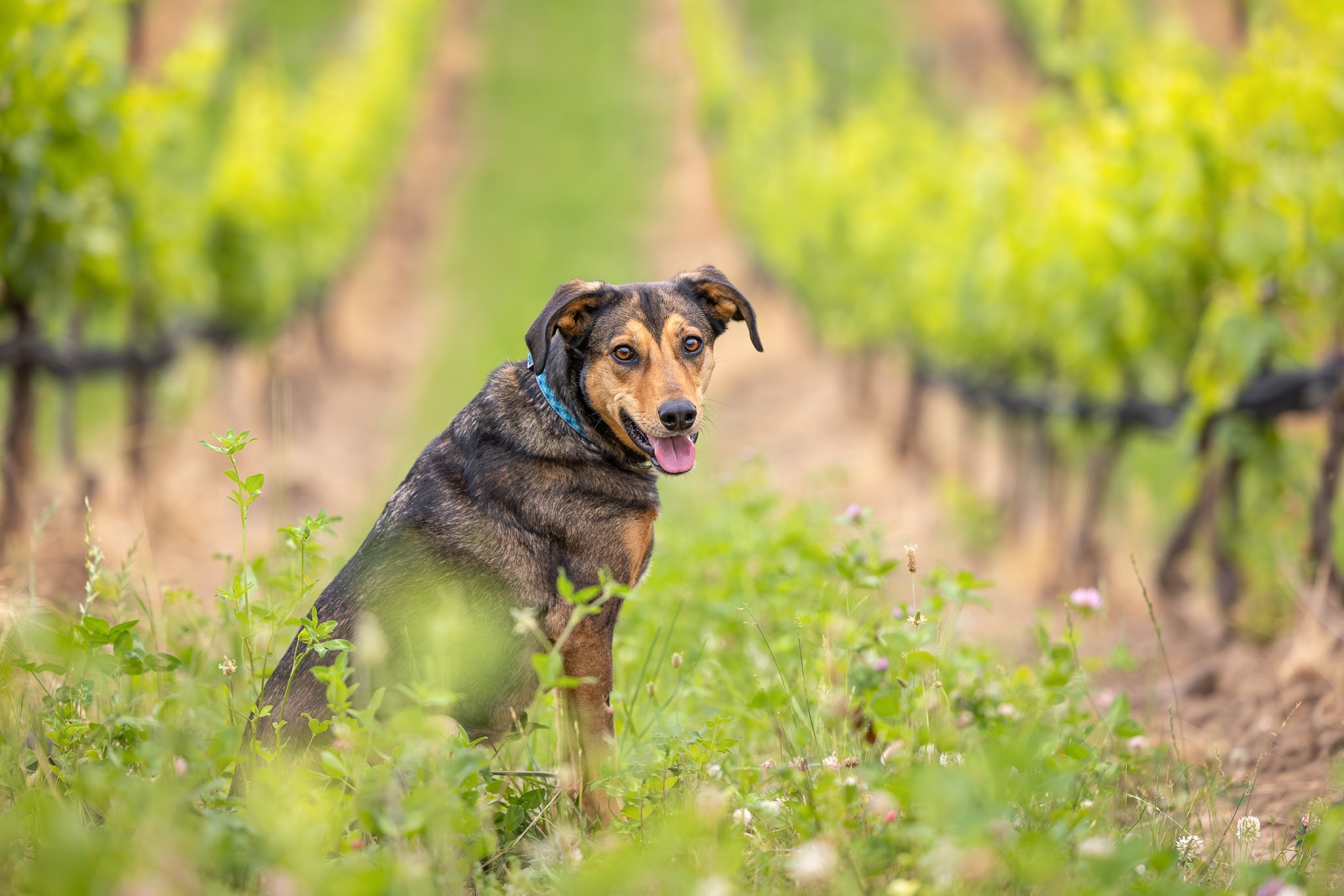 dog looking at ravine winery