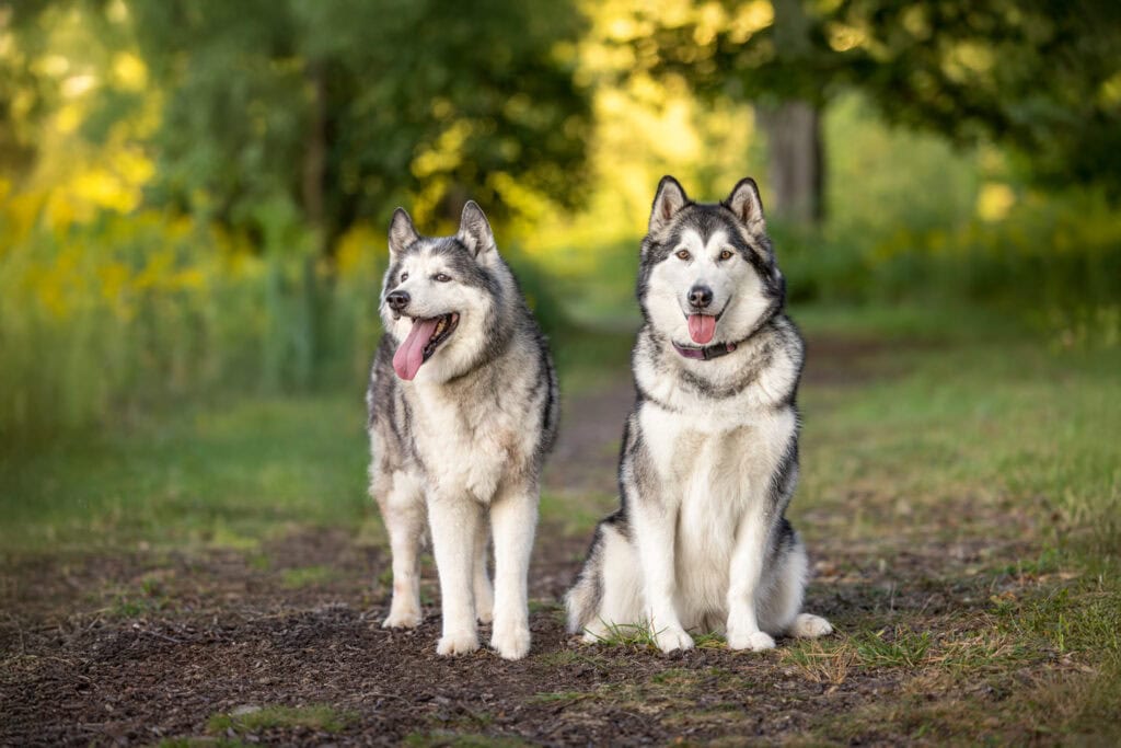 two Huskies sitting on a path at Niagara Shores Park in Niagara on the Lake