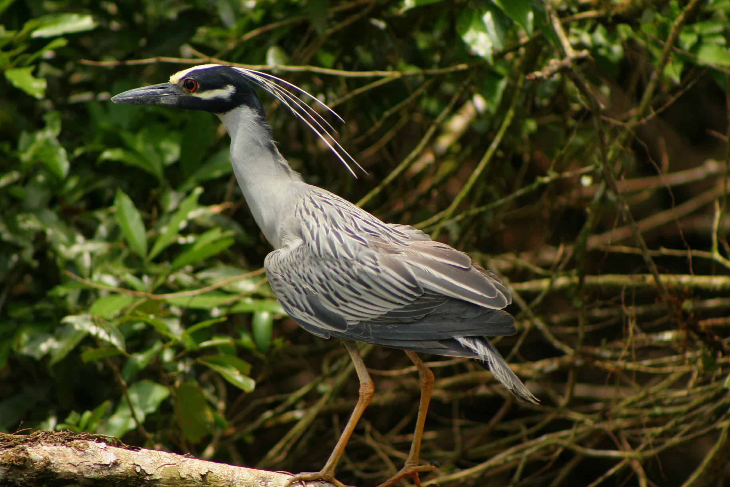 Descubrí 5 destinos para disfrutar el avistamiento de aves┬á