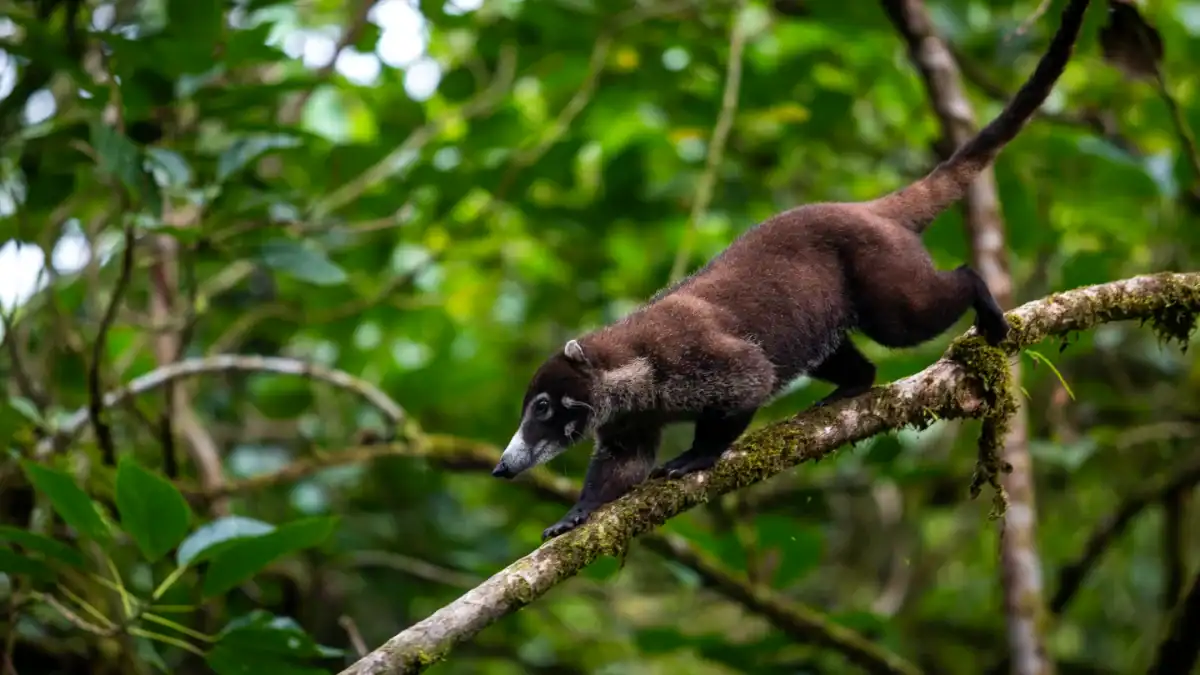 Oso perezoso de tres dedos en rama de árbol en la selva tropical.