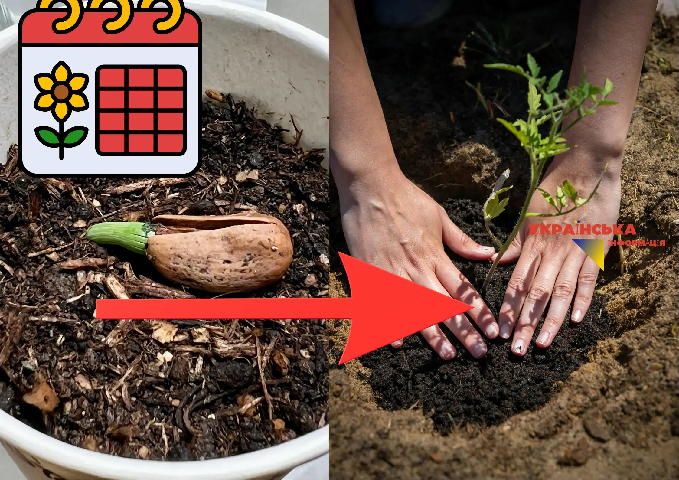Sowing calendar 2026: when to plant seedlings so as not to ruin the harvest – golden dates and expert advice