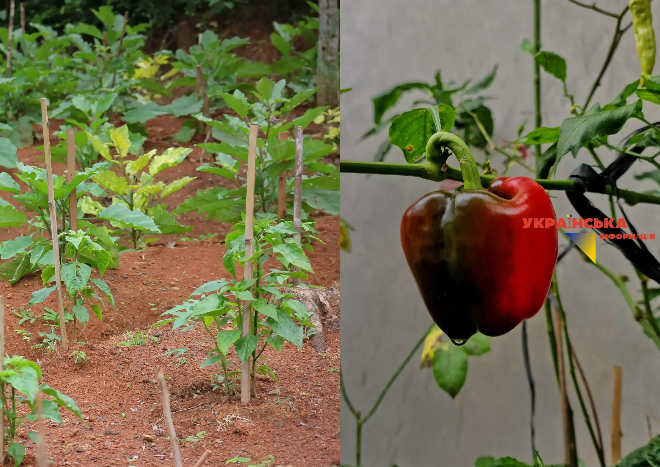 When to plant peppers for seedlings in 2026: a complete sowing calendar and 5 secrets to ensure seeds sprout in 3 days