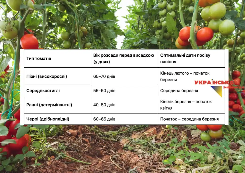 детальний посівний календар помідорів на 2026 рік