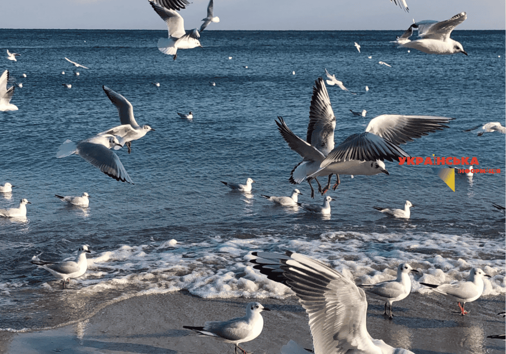 The photo shows the sea with seagulls in Odessa, which warms up to a comfortable +20 degrees in July.