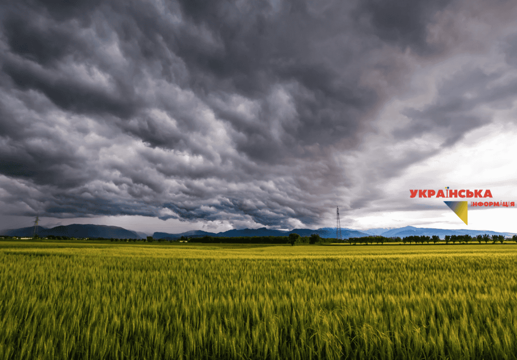 Illustrative image of a rye field in the Zhytomyr region before a summer thunderstorm