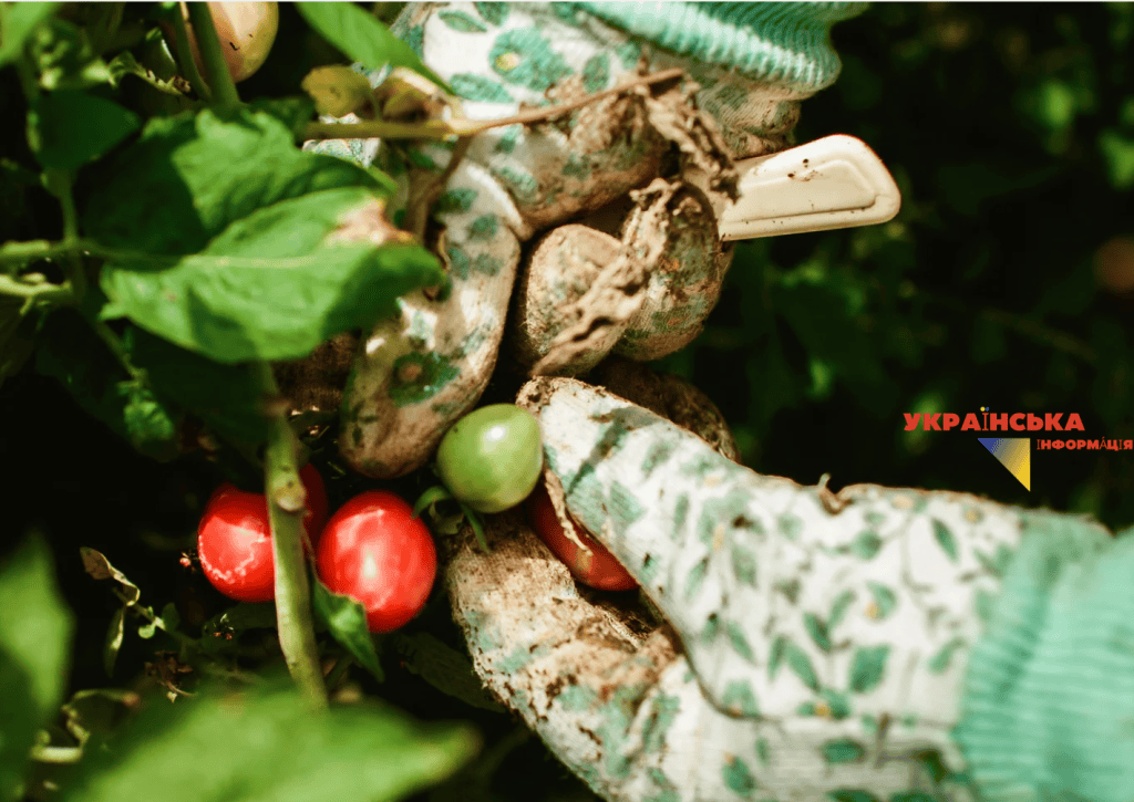 We find the right ripe tomatoes for canning, green and unripe tomatoes are not suitable for this recipe